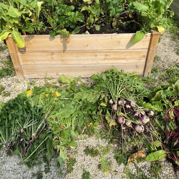 Harvested turnips from the garden